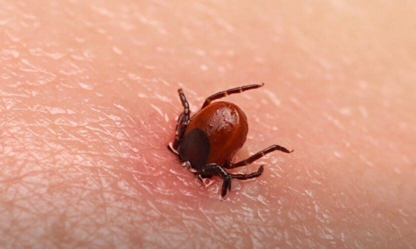 How to Recognize Tick Bite